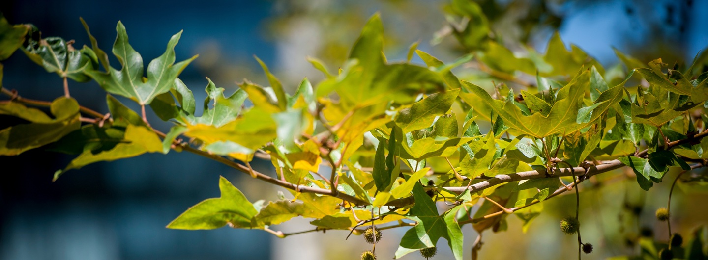 Plant Closeup